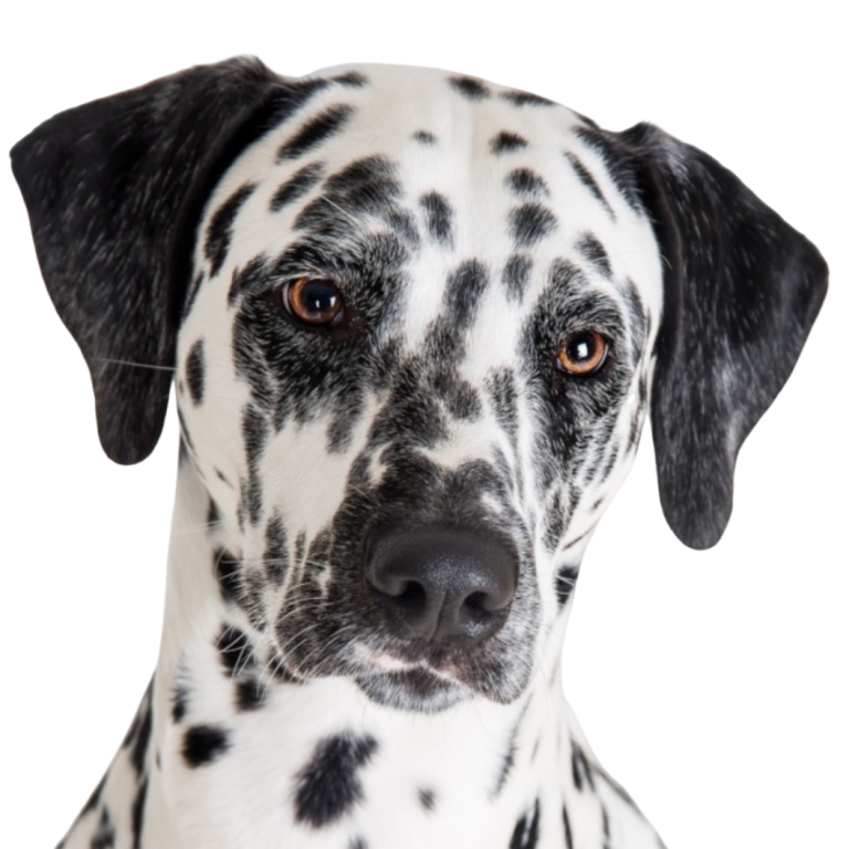 Duke